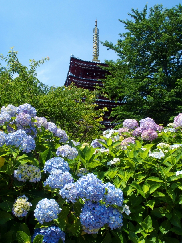 003本土寺.JPG