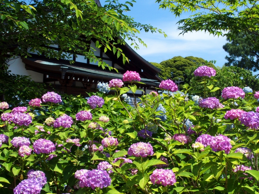 001本土寺.JPG