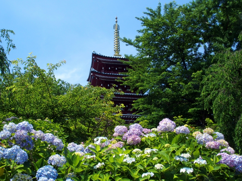 002本土寺.JPG