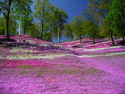 東藻琴(ひがしもこと)の芝桜(シバザクラ)