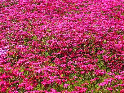 東藻琴(ひがしもこと)の芝桜(シバザクラ)