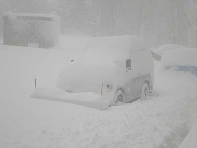 春の吹雪です
