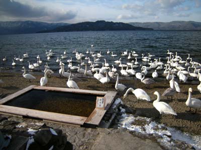 屈斜路湖の白鳥