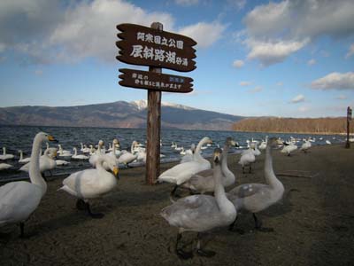 屈斜路湖の白鳥