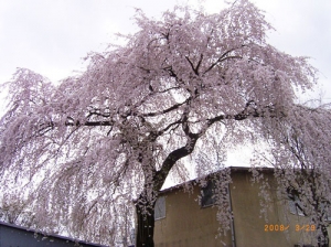 sakura