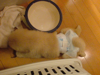 20090511041337.jpg