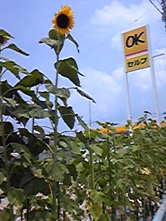 100726_1230~03.jpg