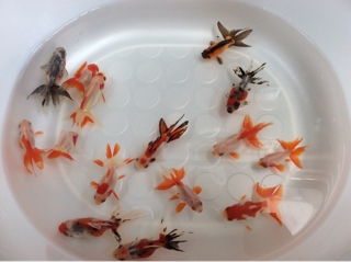 大人な赤黒白 流線に粋な金魚 俳句 アーカイブ - KAIGEN 海原
