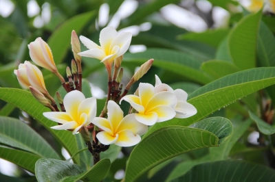 ハワイを代表する花 プルメリア 花言葉や花の意味 Hawaiiの風をお届け Aloha Hawaii Mau