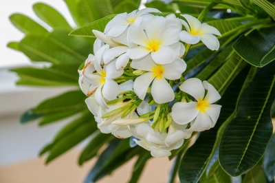 ハワイを代表する花 プルメリア 花言葉や花の意味 Hawaiiの風をお届け Aloha Hawaii Mau