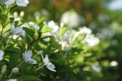 白い花が美しい 甘い香りのガーデニアの花言葉と意味は Hawaiiの風をお届け Aloha Hawaii Mau