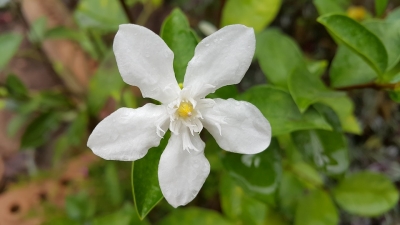 白い花が美しい 甘い香りのガーデニアの花言葉と意味は Hawaiiの風をお届け Aloha Hawaii Mau
