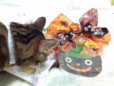 アンコロさん3