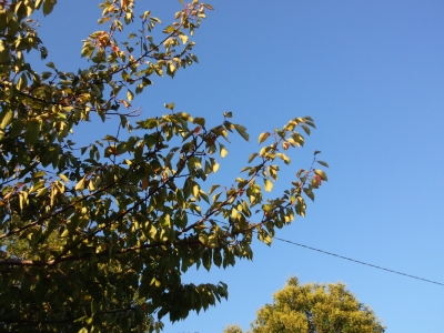 秋