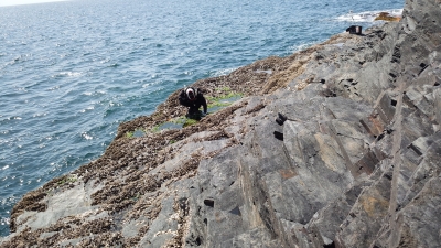 鹿島