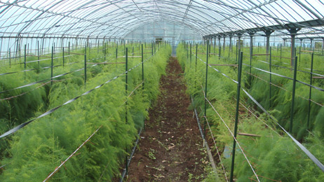 新植アスパラハウス