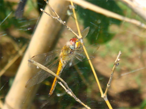 アキアカネ