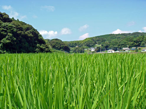 ヒノヒカリ