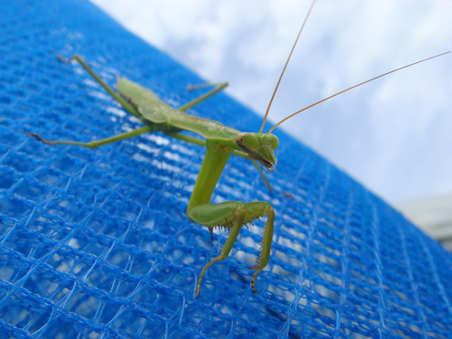 カマキリ