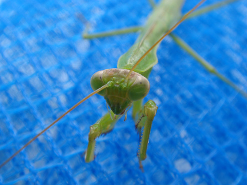 カマキリ