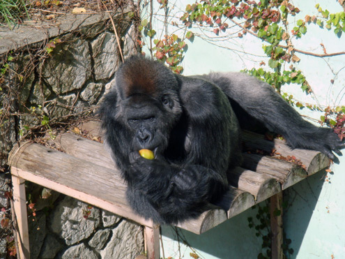 福岡市動植物園のゴリラ