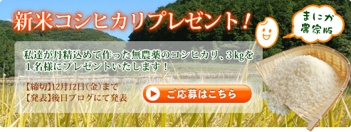 新米コシヒカリプレゼント