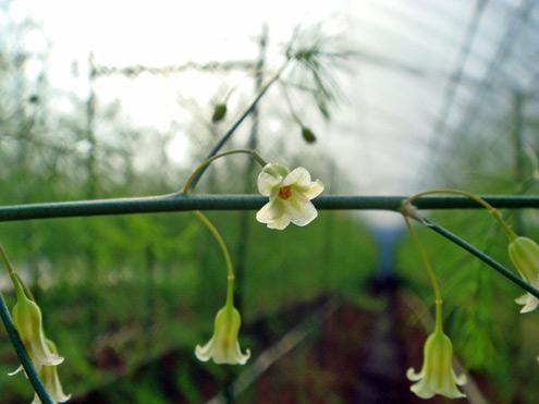 アスパラガスの花