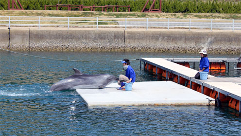 壱岐 かつもとイルカパーク