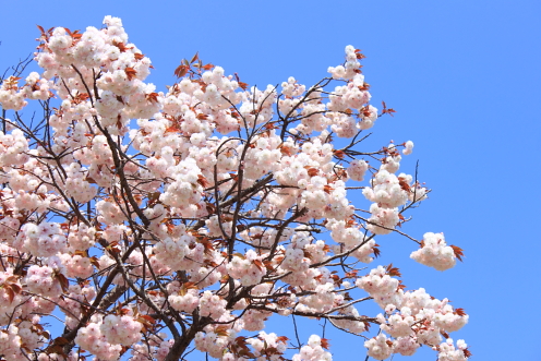 八重桜