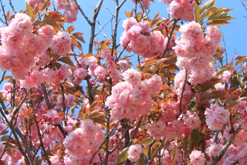 八重桜