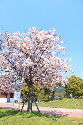 八重桜