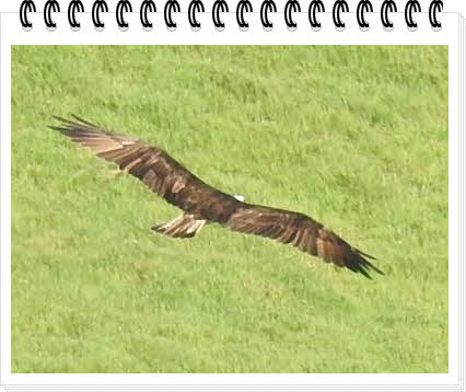 wingDSCN8294.jpg