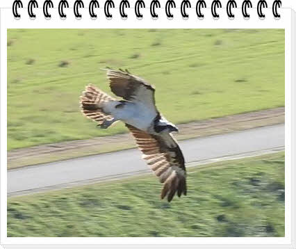 wingDSCN8319.jpg