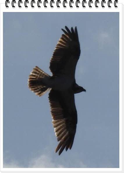 wingDSCN8321.jpg