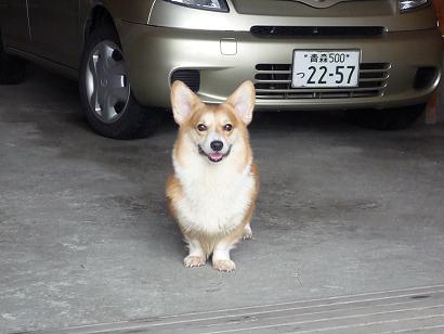 元画像