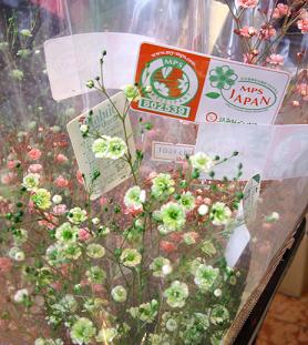 イカリスーパーでmpsの花販売 クロスオーバー ｍｐｓジャパン 松島社長のブログ