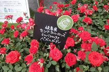 セントラルローズ