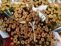 a13