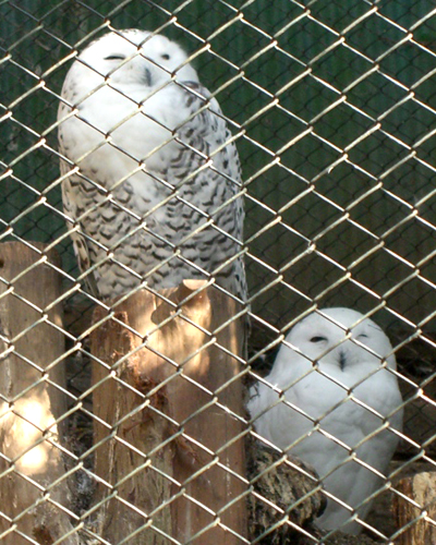 多磨動物公園のシロフクロウ2羽