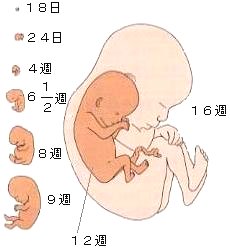 胎児の成長 簡易 なちゅらリズム