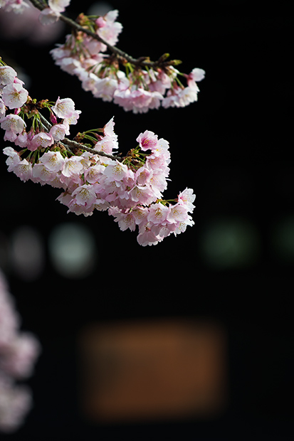 _DSC8032.jpg