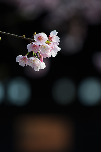 _DSC8052.jpg