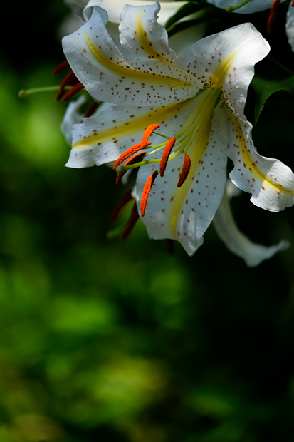 _DSF8171.jpg