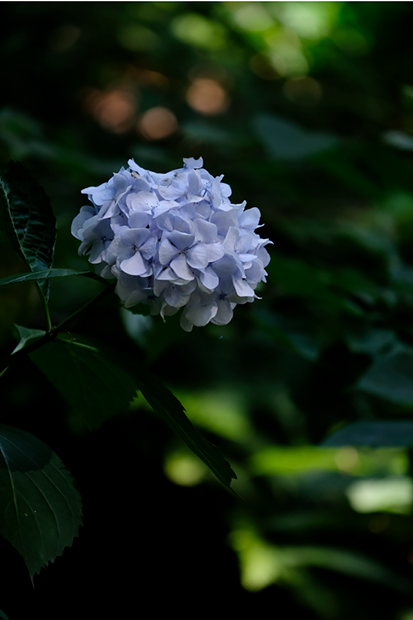 _DSF8149.jpg