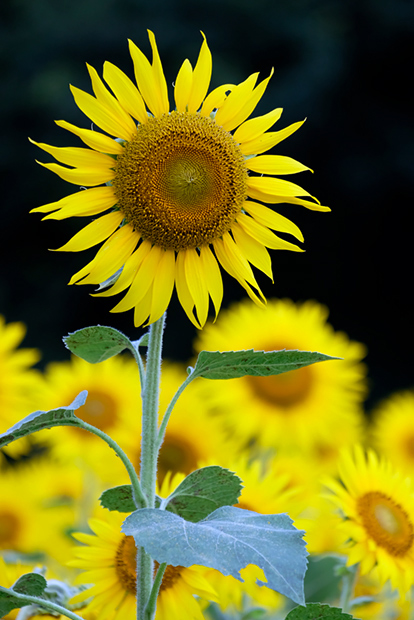 _DSF8259.jpg