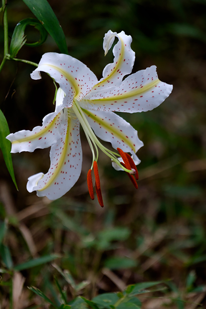 _DSF8311.jpg