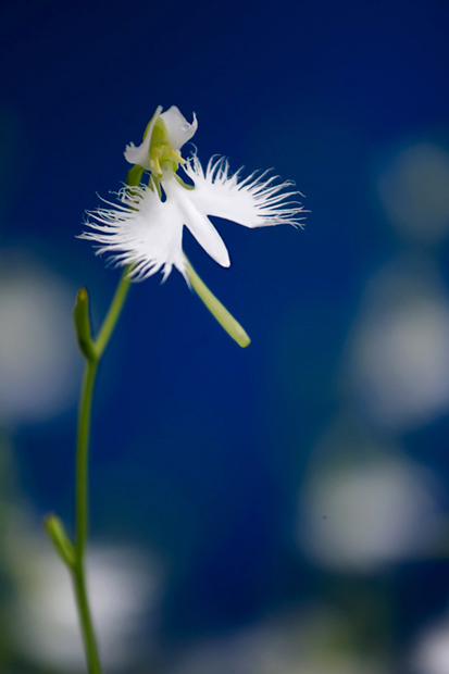 _DSC8484.jpg