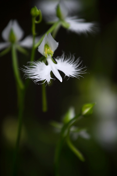 _DSC8700.jpg
