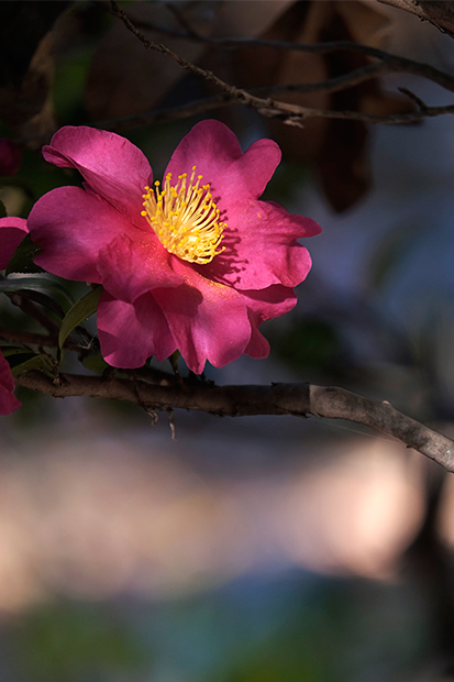 _DSF0854.jpg