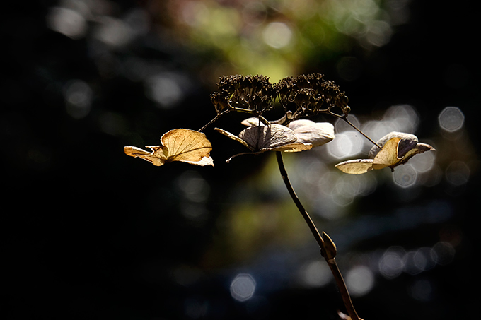 _DSF0879.jpg